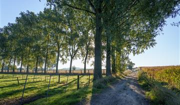 Zottegem plant 30 000 bomen